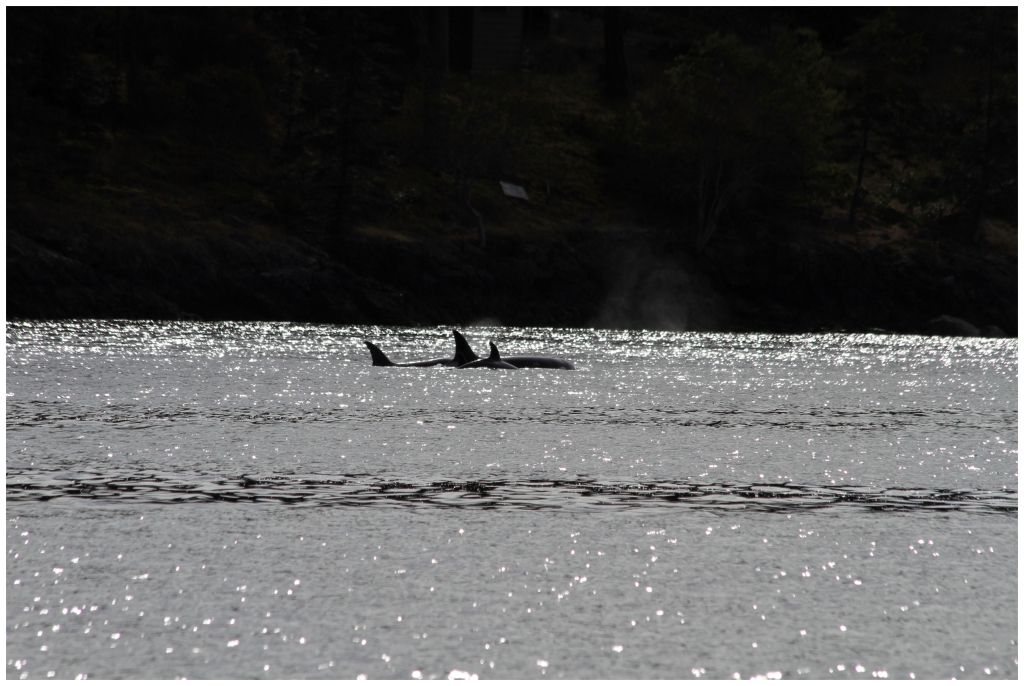 03 - Wales (5) - Orques.JPG